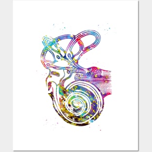 Ear anatomy Posters and Art